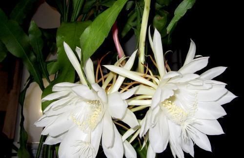 扦插|3种花不用买,叶子丢花盆里,嗖嗖长白根,1盆变10盆