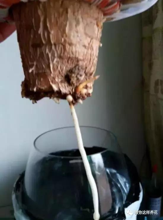 土生根|4种花放水里猛长根，比土培好养100倍，一分钱不花，还很漂亮！