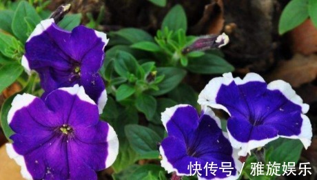 养花就养这四款,花开艳丽如火似血,枝繁叶茂,傲骨映寒,美