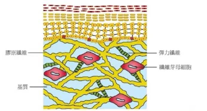 抗老黑科技【玻色因+烟酰胺+角鲨烷】强效抗皱配方,是骗局吗?