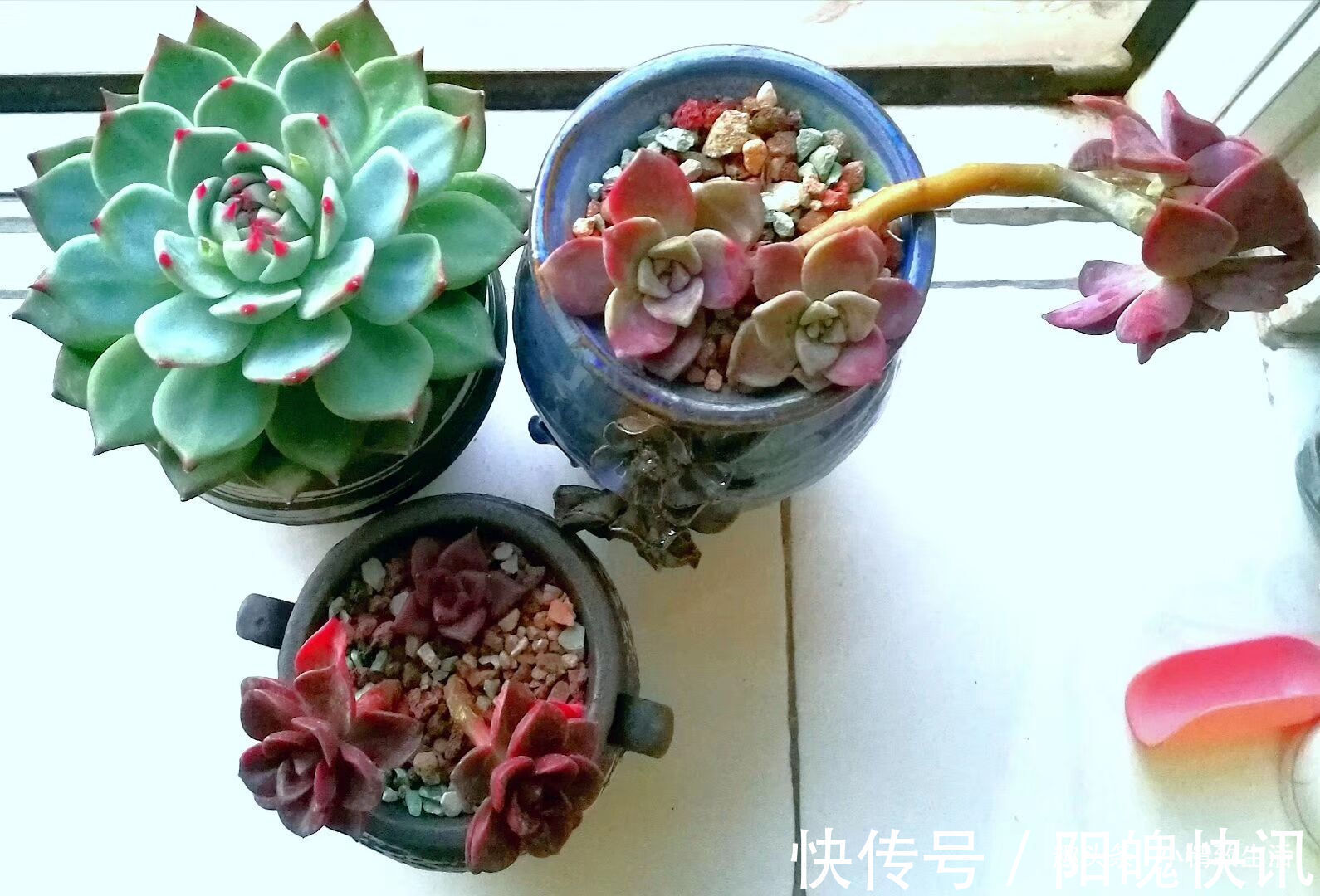 3个伪常识,不但对养多肉没帮助,甚至会害死肉肉,不要被误导