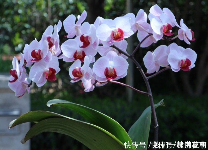 4种花别用土养,一浇水就烂根,最后1种很神奇,倒挂空中也开花