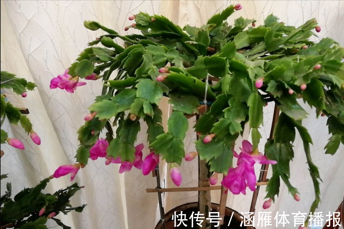 蟹爪兰喂点“大肥水”,叶片硬如铁,花苞鼓满盆,开花一百朵