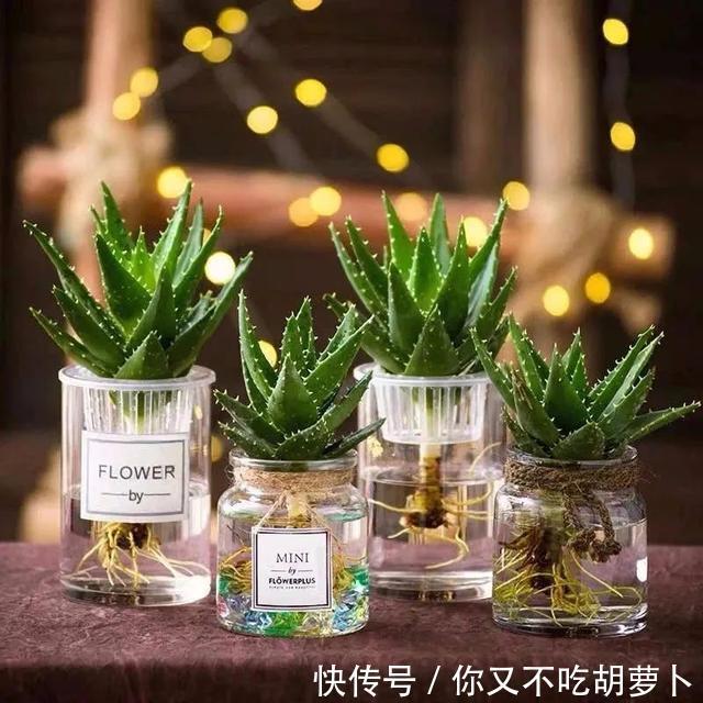 卧室养花就选这八种,安神又助眠,卧室摆几盆,一夜好梦睡得香