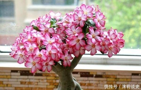 4款花又美又香,好养易管理,花美赛牡丹,颜值超高的