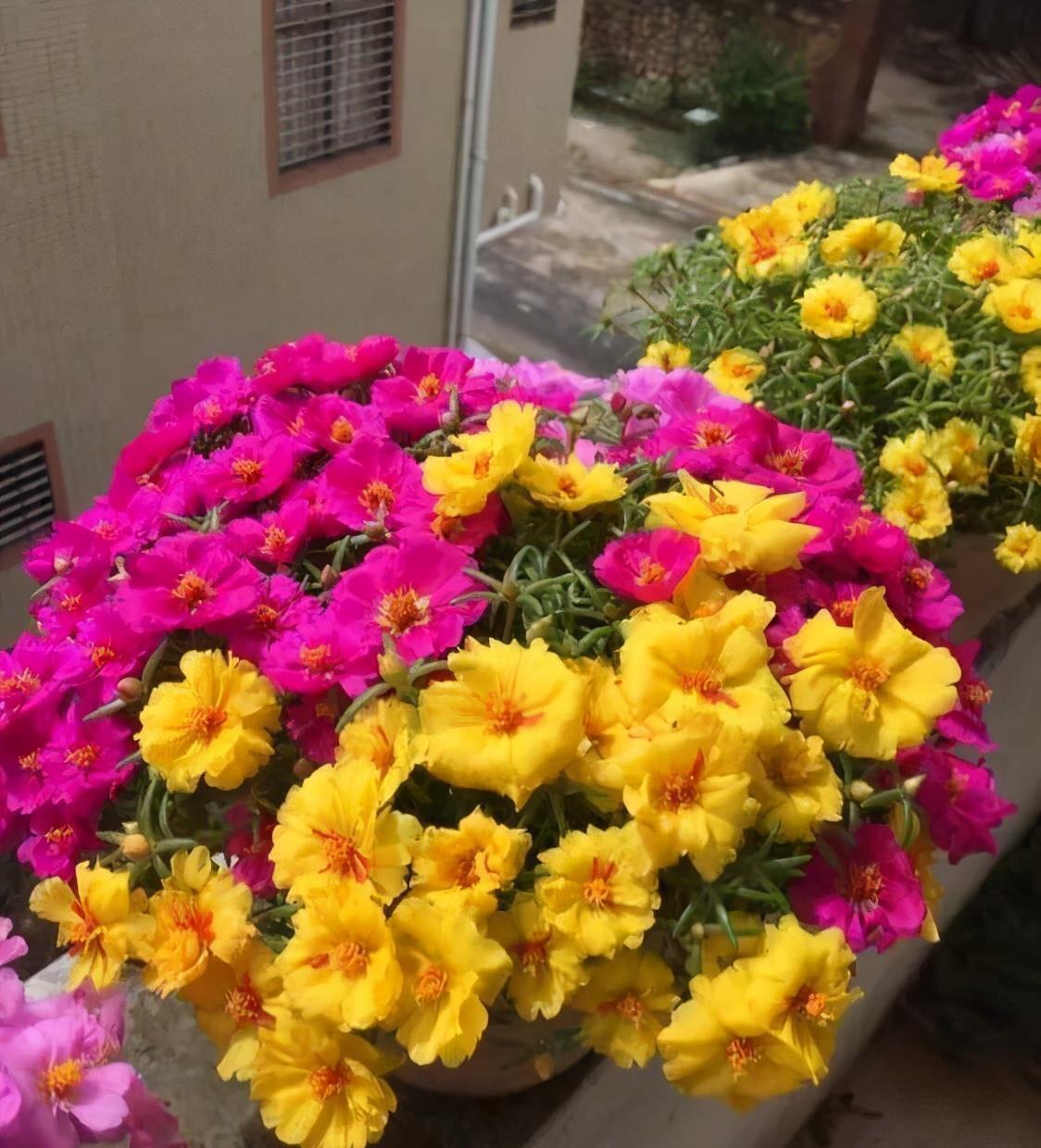 播种|7种“速生花”,现在丢土里,30天就长大,花香扑鼻真泼辣