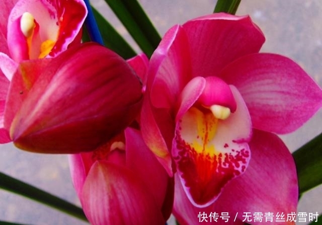 希望长期有花赏?试试这款兰花,花大色艳且香味浓,新手照样能养