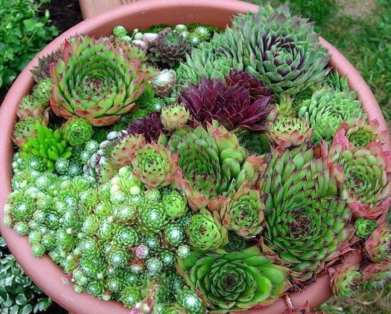 丢在石缝中也能生长的多肉盆栽,大半年不管还爆盆,美极