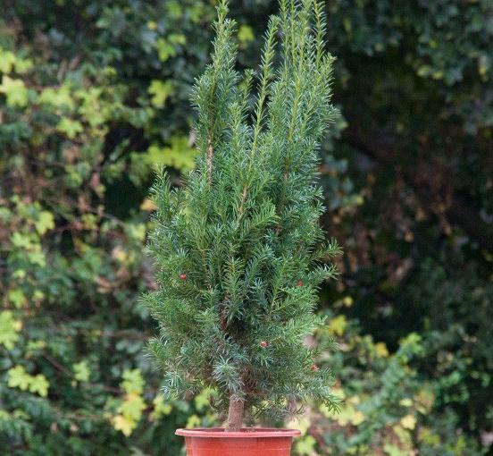 鸭脚木|这22款植物室内养护不但净化空气还吸甲醛,花友纷纷收藏