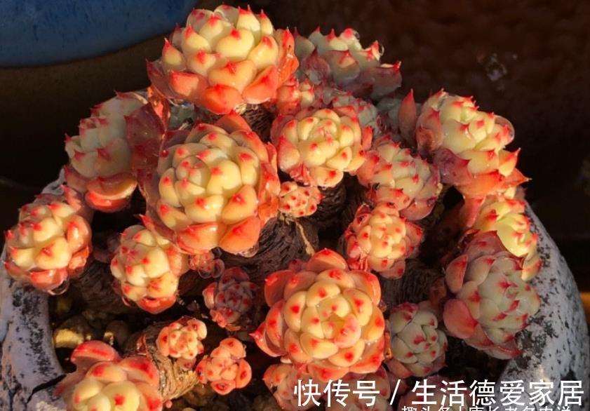 肉友|入秋后，多肉如果出现4种现象，说明它们已经睡醒，可以正常养护
