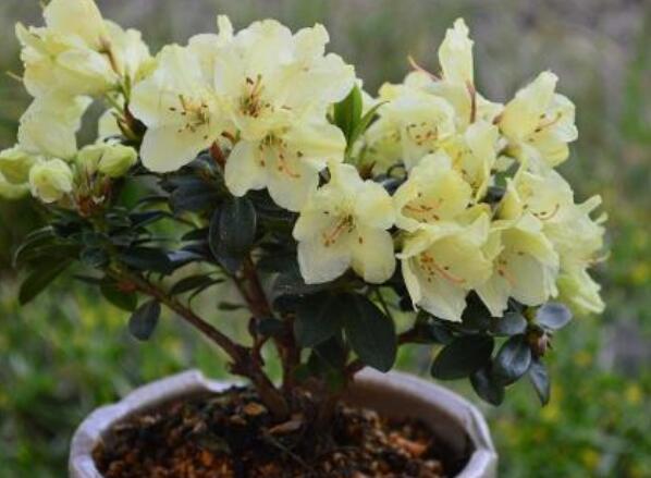 养杜鹃花，记住5点，不掉叶不黑尖，叶绿花多，一次开成大花球！