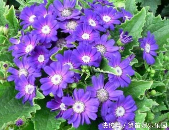 推荐几种阳台种植的花草,一年四季都能养,花开繁盛惹人爱