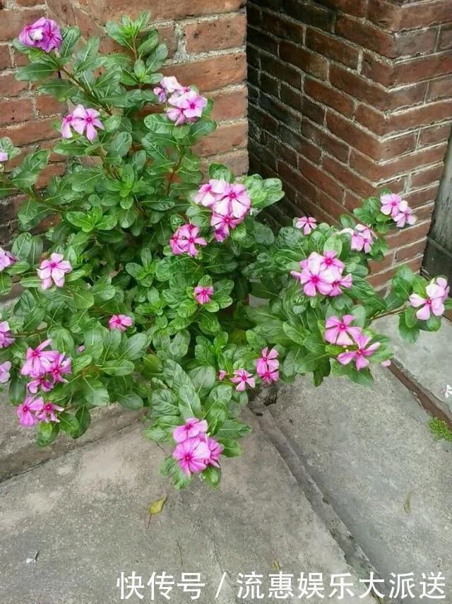 真正的花坚强，墙缝、地缝都能长，开花特别旺！