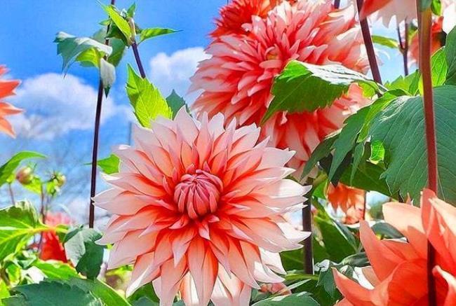 养花就养3种花,好养易活花量大,寓意吉祥人人爱,家里养真适合