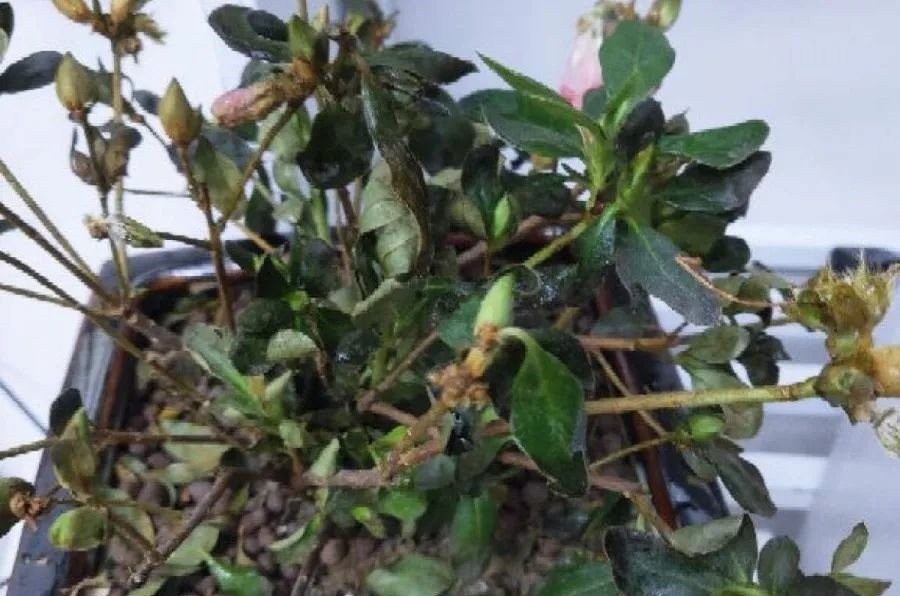 花养成光杆司令,别扔了、还有救,3天起死回生!