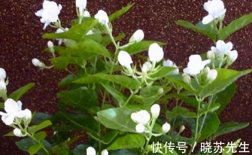 3种花很怕冷,赶紧搬室内,这样才能顺利过冬