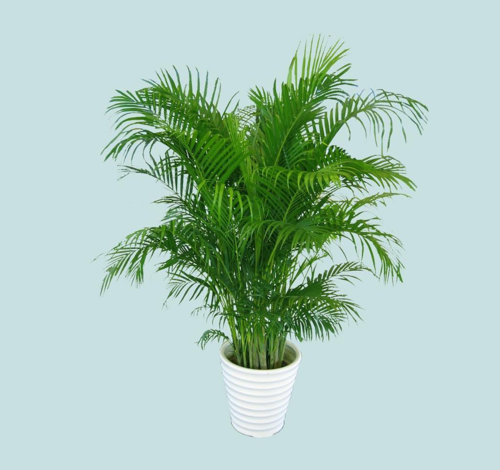 4种植物,新房子刚装修,摆放进去,能去除异味净化空气