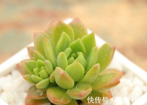 多肉马库斯怎么叶插教你3个叶插小步骤，生根迅速长势更旺盛