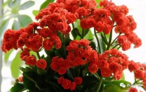  太冷的水|冬天养长寿花，浇水要做到“3不浇”，不然花期容易烂根黄叶