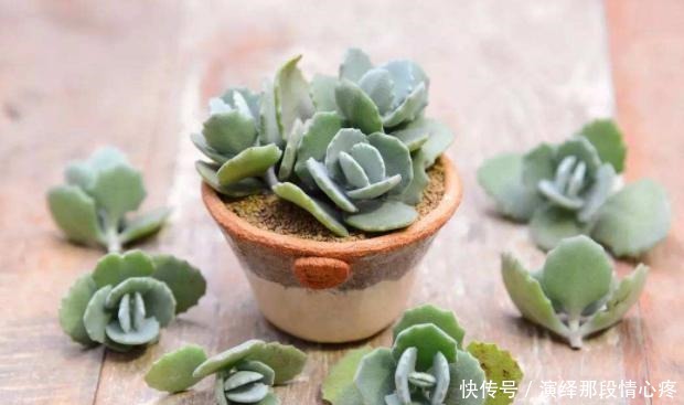 花卉|在家扦插花卉别忘记此4种，难度系数为零，动手插一个活一个！