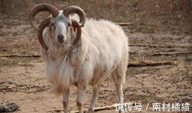 四角羊#四角羊,《山海经》中的四角异兽,现实中却真的存在,而且还不少