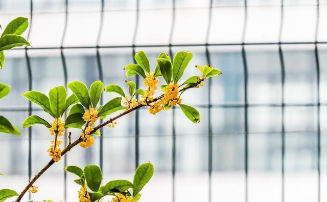 金桂|几种植物全身“飘香”,香味经久不散,家里摆上一盆,生活更舒适