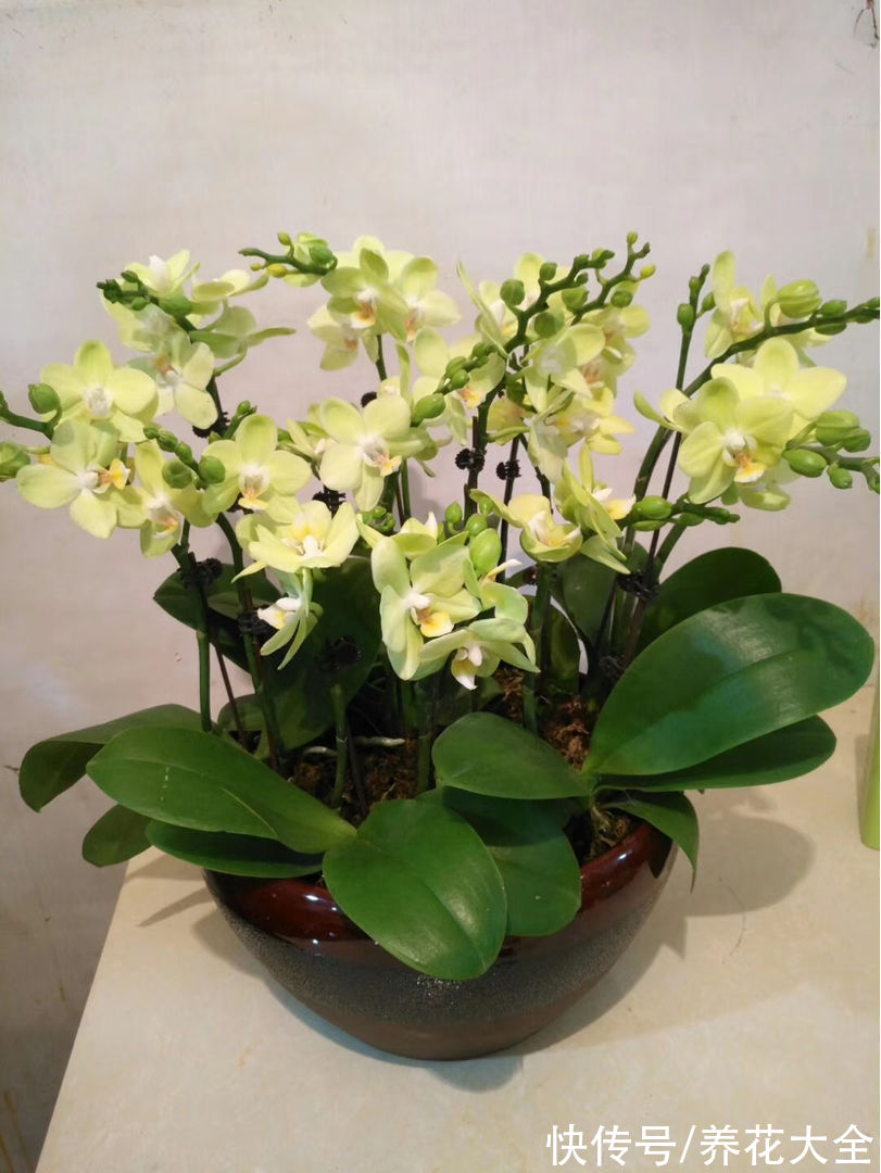 5种矫情花,不能干,不能湿,实在是娇气