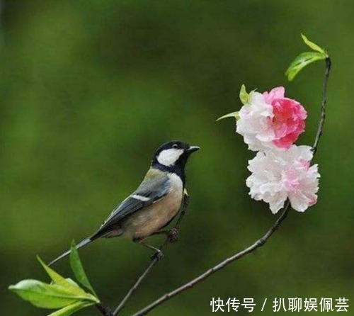 穷家|俗话说“燕子不进苦寒门”,它们是怎么区分“富家”和“穷家”的