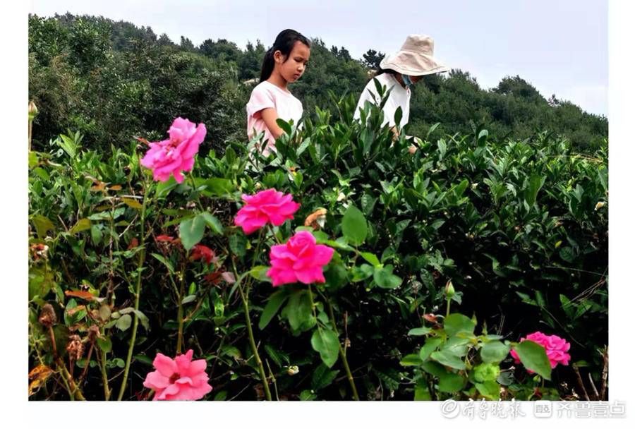 齐长城|寻迹齐长城月季山段，月季花开城墙畔