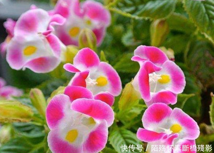 3种花高贵优雅,看了就让人沉醉,花色鲜艳,美丽动人