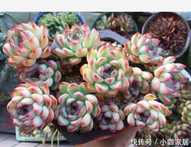 天冷温差大,多肉花月夜叶缘为什么不红?掌握3个方法叶边红起来