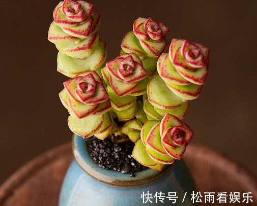 钱串|多肉钱串怎么扦插教你3个小妙招，扦插的钱串生根快速长势更旺