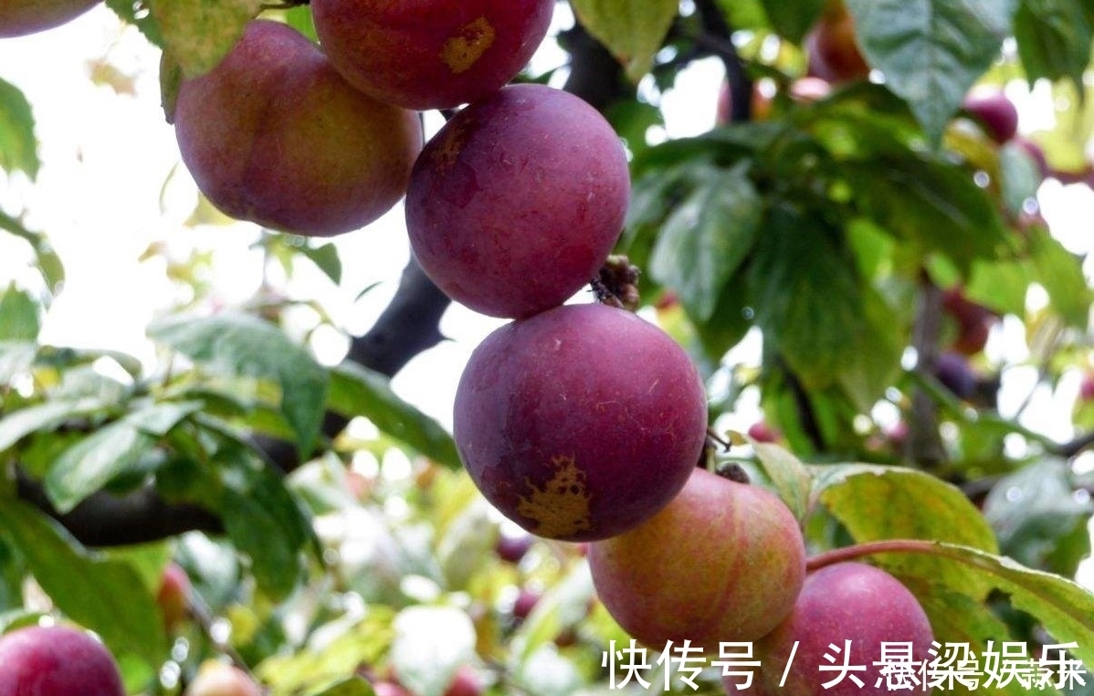 消肿|这两种水果,是天然的胰岛素,利尿、消肿控血糖,快进来看看!