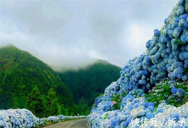 菊花|6种国人不当回事的花，在国外如此受青睐，你家有吗