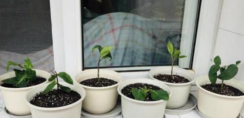 将这些“资源”变成养花利器，有趣又实用！你学会变通了吗？