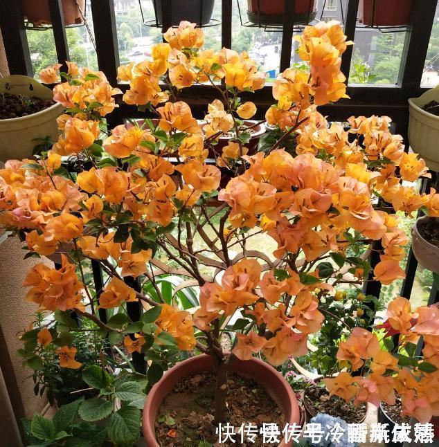 大花树|三角梅这些品种最勤花，一年四季开不停，花多得不见叶！