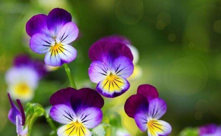 花期超长的几款花卉,一年四季花开不停,繁花似锦