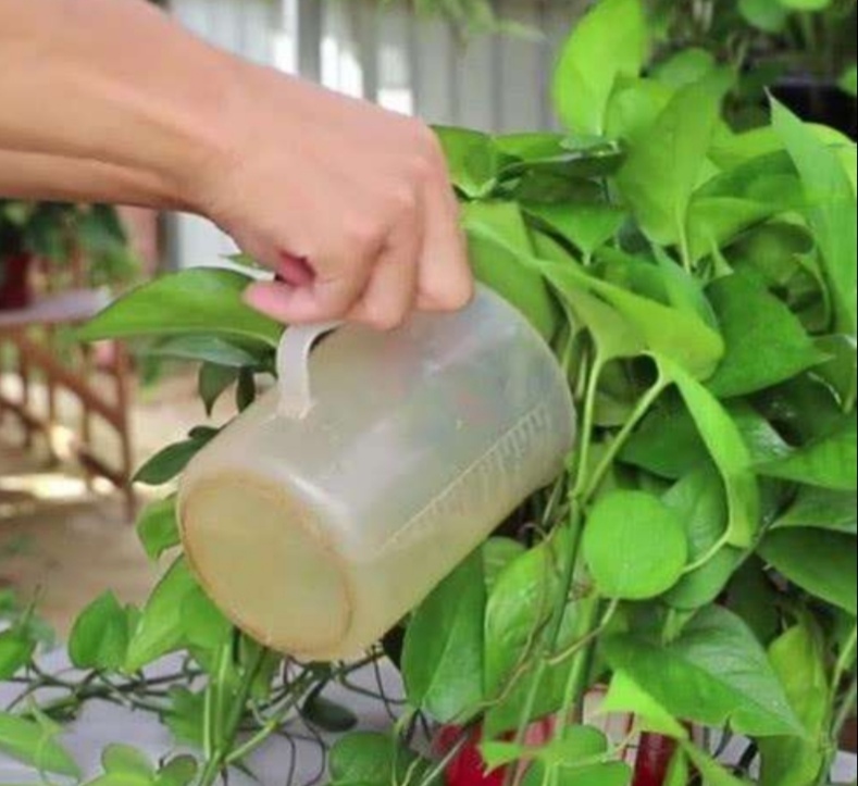 绿萝长得慢、叶子小,掌握4个养护要点,长势旺盛,叶子浓绿