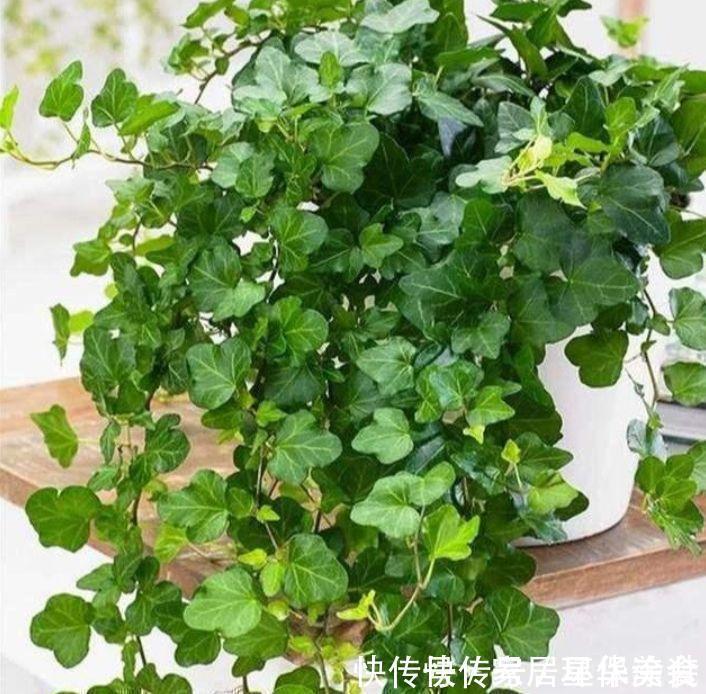 净化|3种花养了就爆盆，好养又便宜，家里空气好，比净化器管用