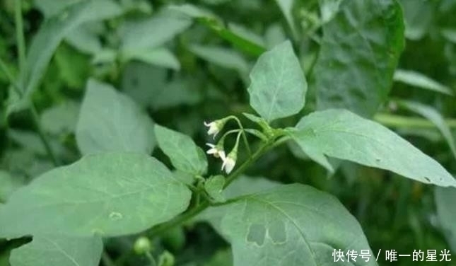 野菜|提个醒:见到此野菜,一定要拔回家,好处不请自来,作用非常大
