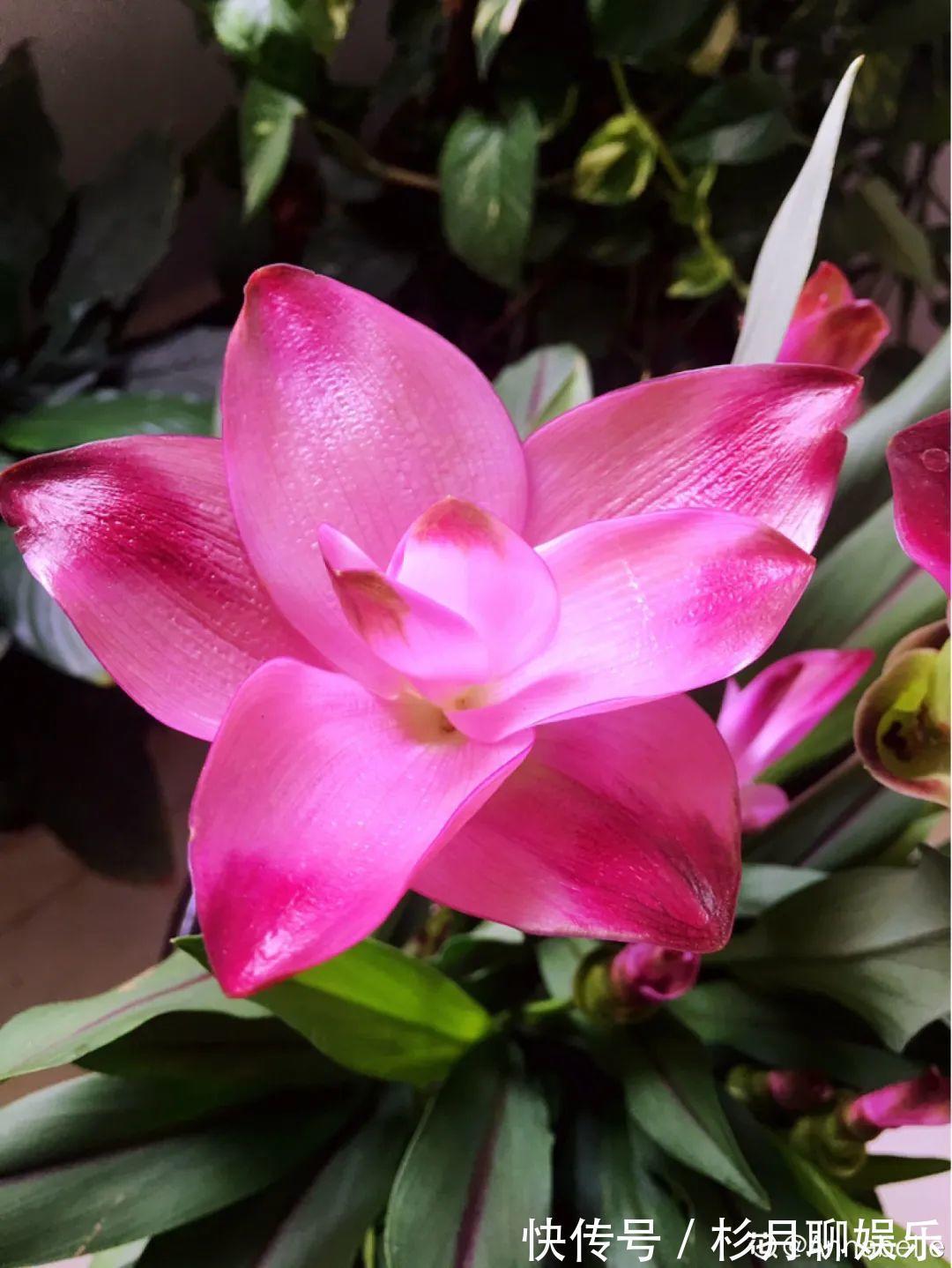 昙花|大爷家荷花种在花盆里,1次开花20朵,比巴掌还大!