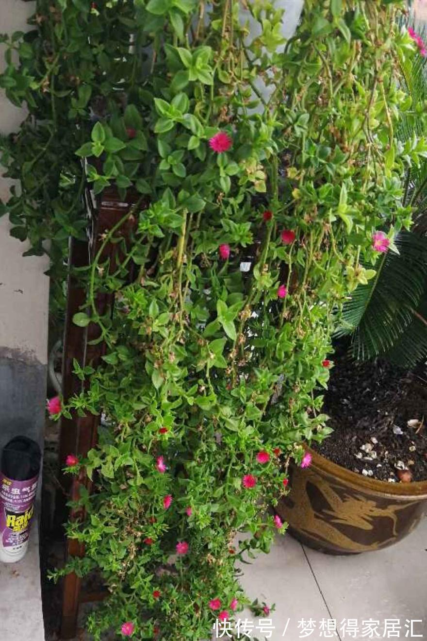 养到烦人的花,盆都不够用,扔掉还很心疼