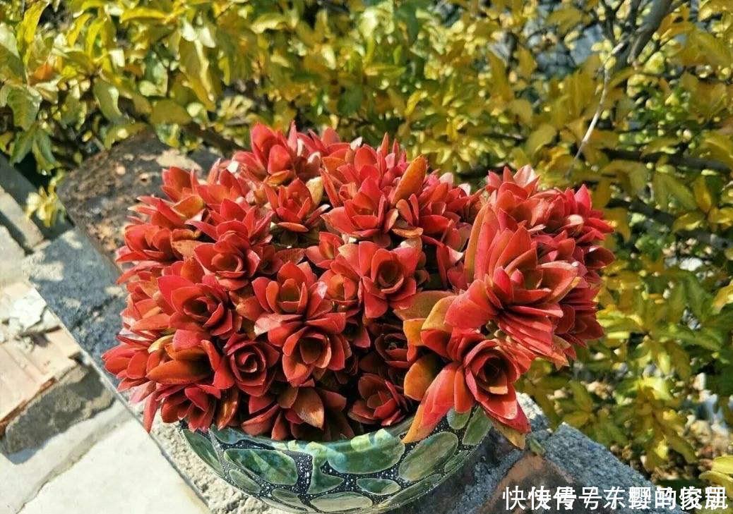 很好养活的3种“多肉”,养出群生养成老桩,真的很美