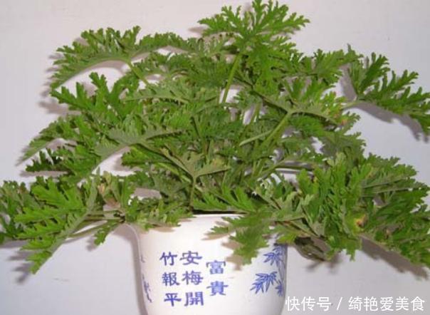 香草|这3种花“病菌”，家里放几盆，老人小孩不易生病，聪明人养很多