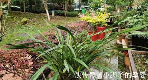 蕙兰叶子太长了，此样做叶片挺拔翠绿，花香色鲜