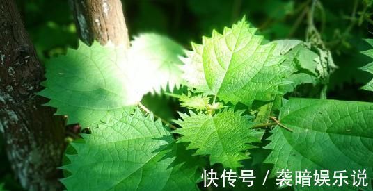 此物|在农村此物亦草亦花,可解蝎子毒马蜂毒,可治中暑消肿止痛!