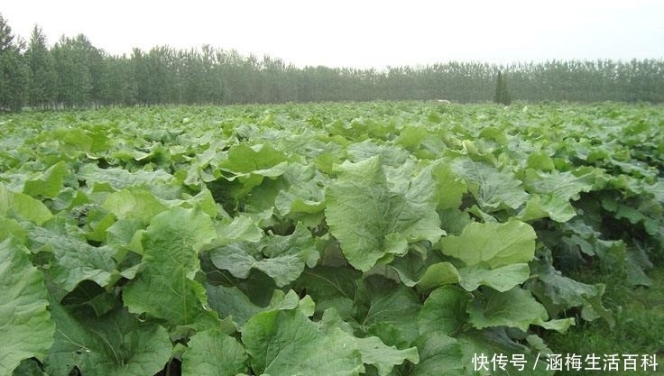 引进|国外很吃香,引进我国却没人吃,如今制成茶,60元一斤