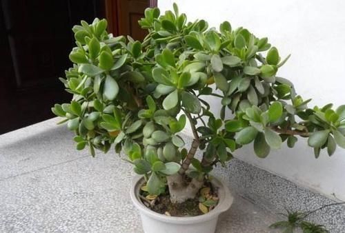 养分|4种植物,一长高就得剪,剪晚了影响开花,别忽视