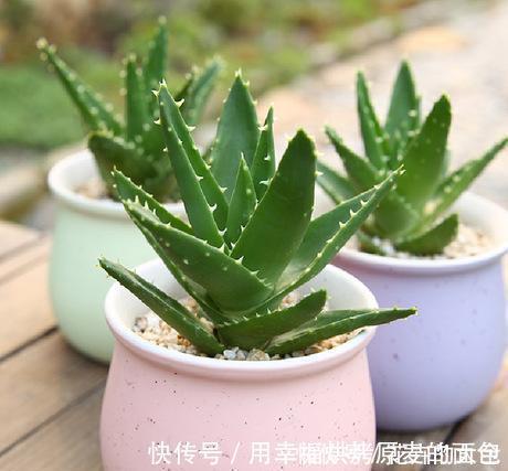 净化|此7种健康花,养家里空气清新病菌少,看看你家有吗