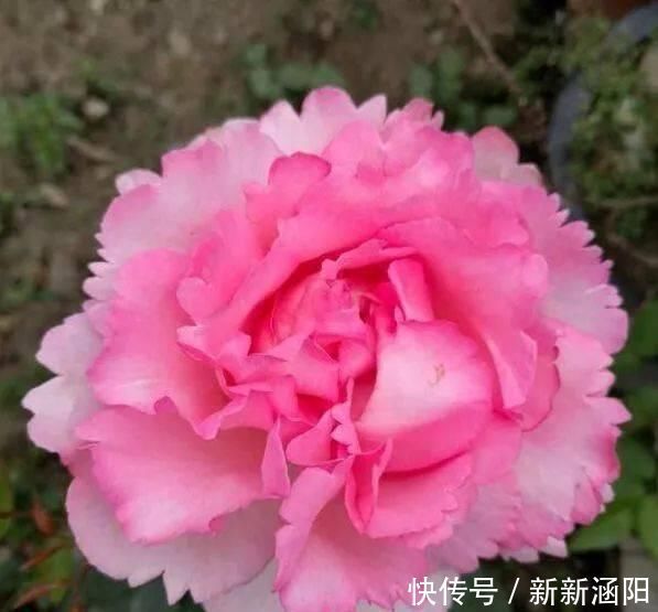 此花,比玫瑰漂亮,比桂花还香,一年能开200天,比兰花强多了